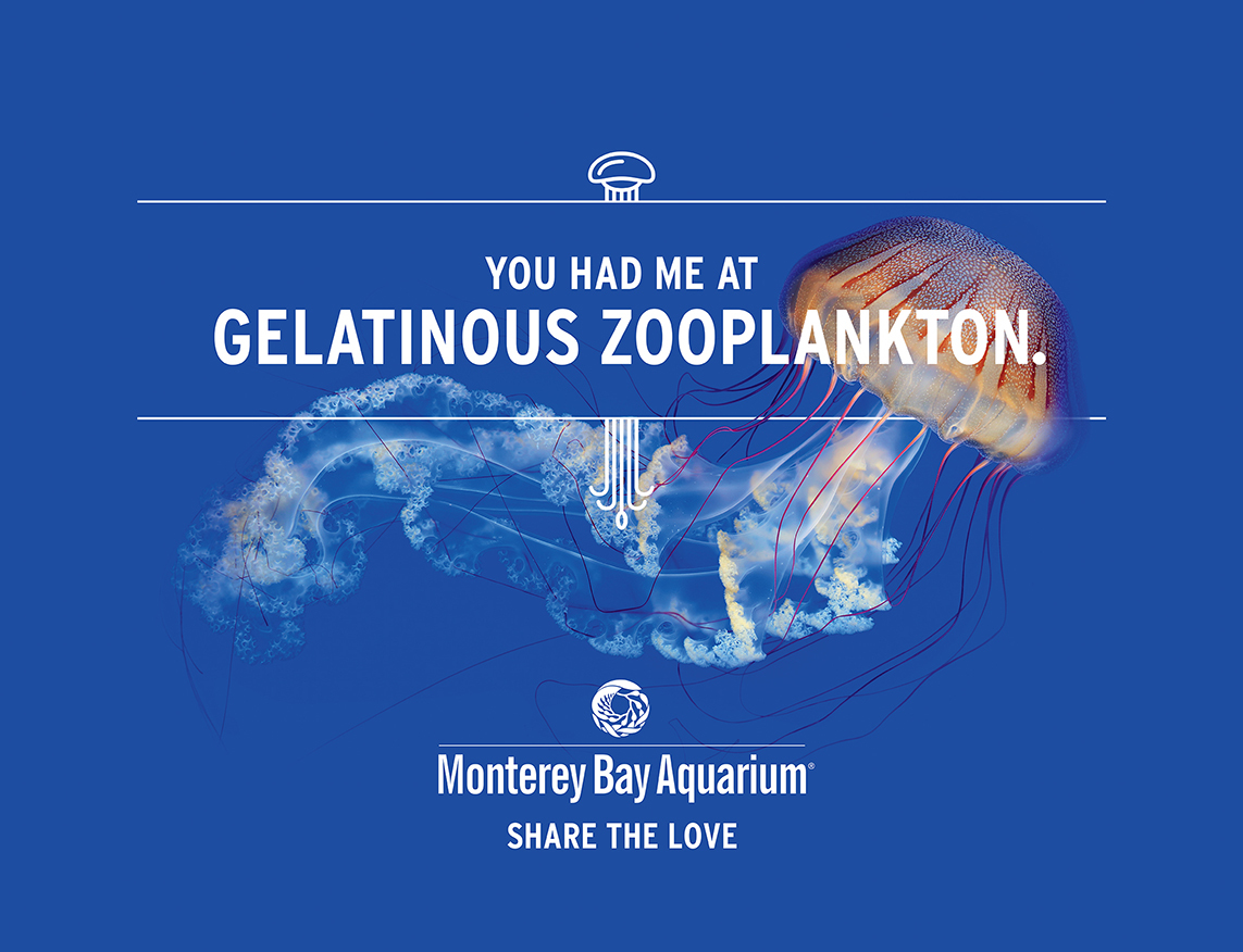 002 Montereybay Jelly