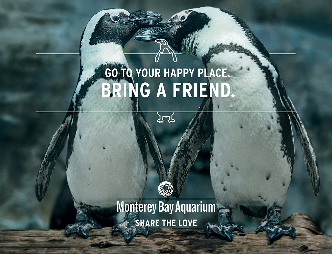 003 Montereybay Penguin