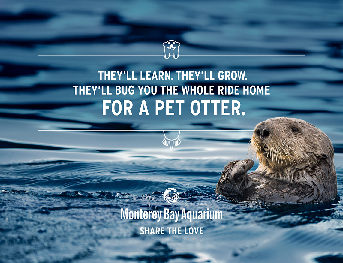 004 Montereybay Otter